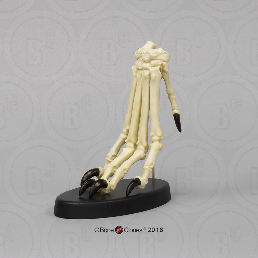 SC-344-84-D Canine Forepaw Articulated on stand image 2