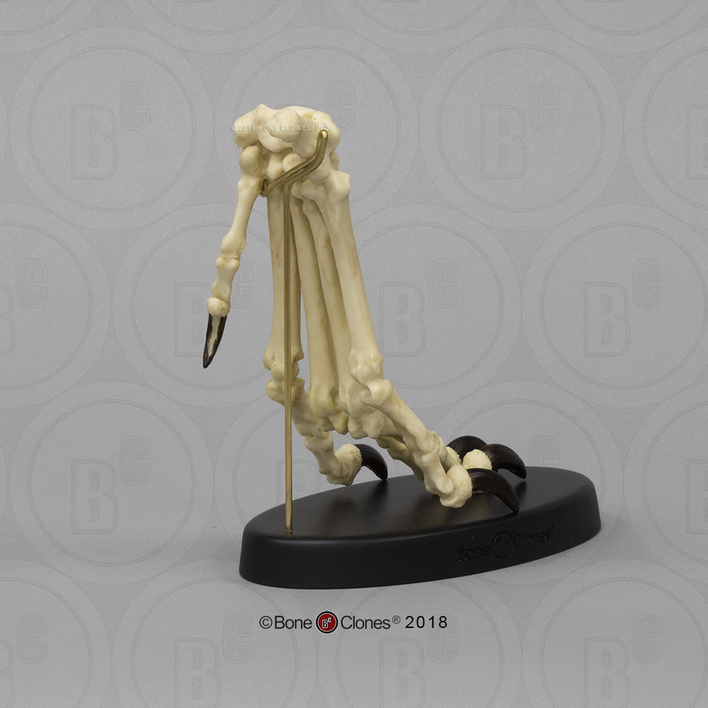 SC-344-84-D Canine Forepaw Articulated on stand back image 3