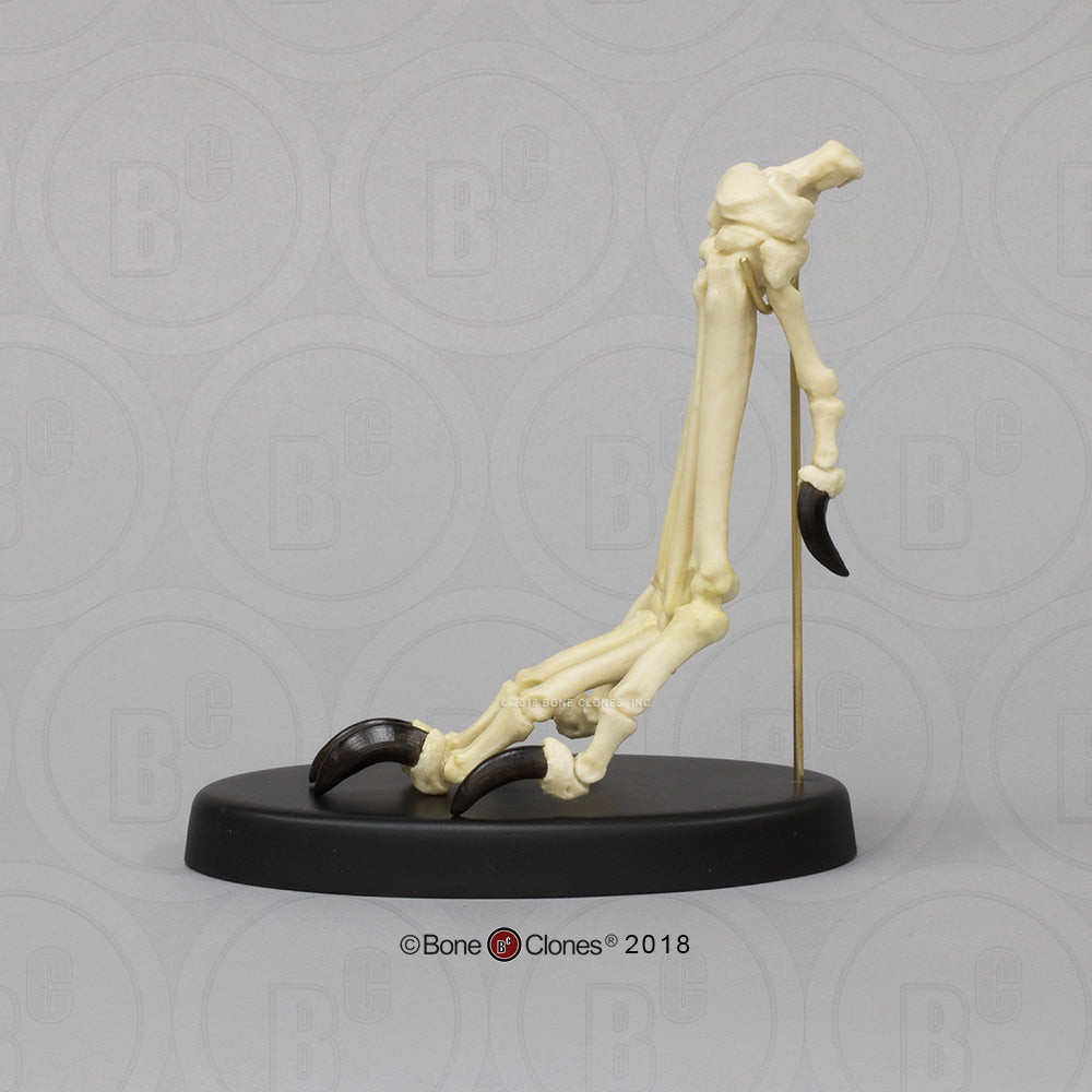SC-344-84-D Canine Forepaw Articulated on stand side image 5