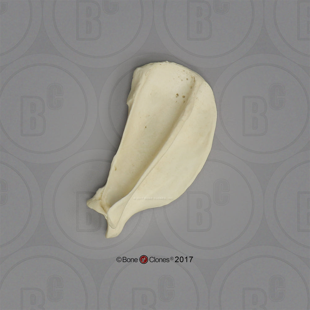Bone Clones Large Canine Scapula Model SC-344-02