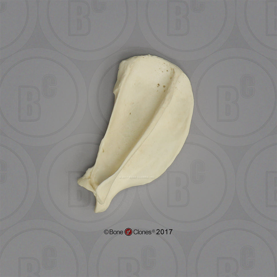 Bone Clones Large Canine Scapula Model