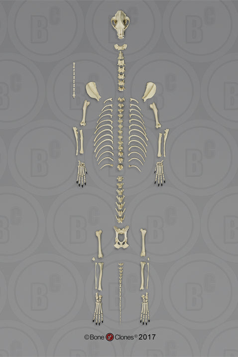 Bone Clones Large Canine Skeleton
