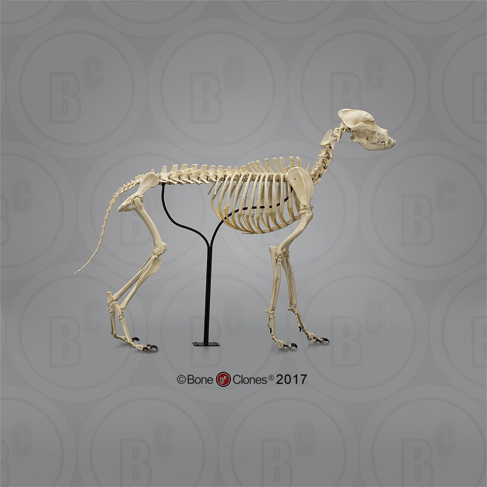 SC-344-A Bone Clones Large Canine Skeleton side view