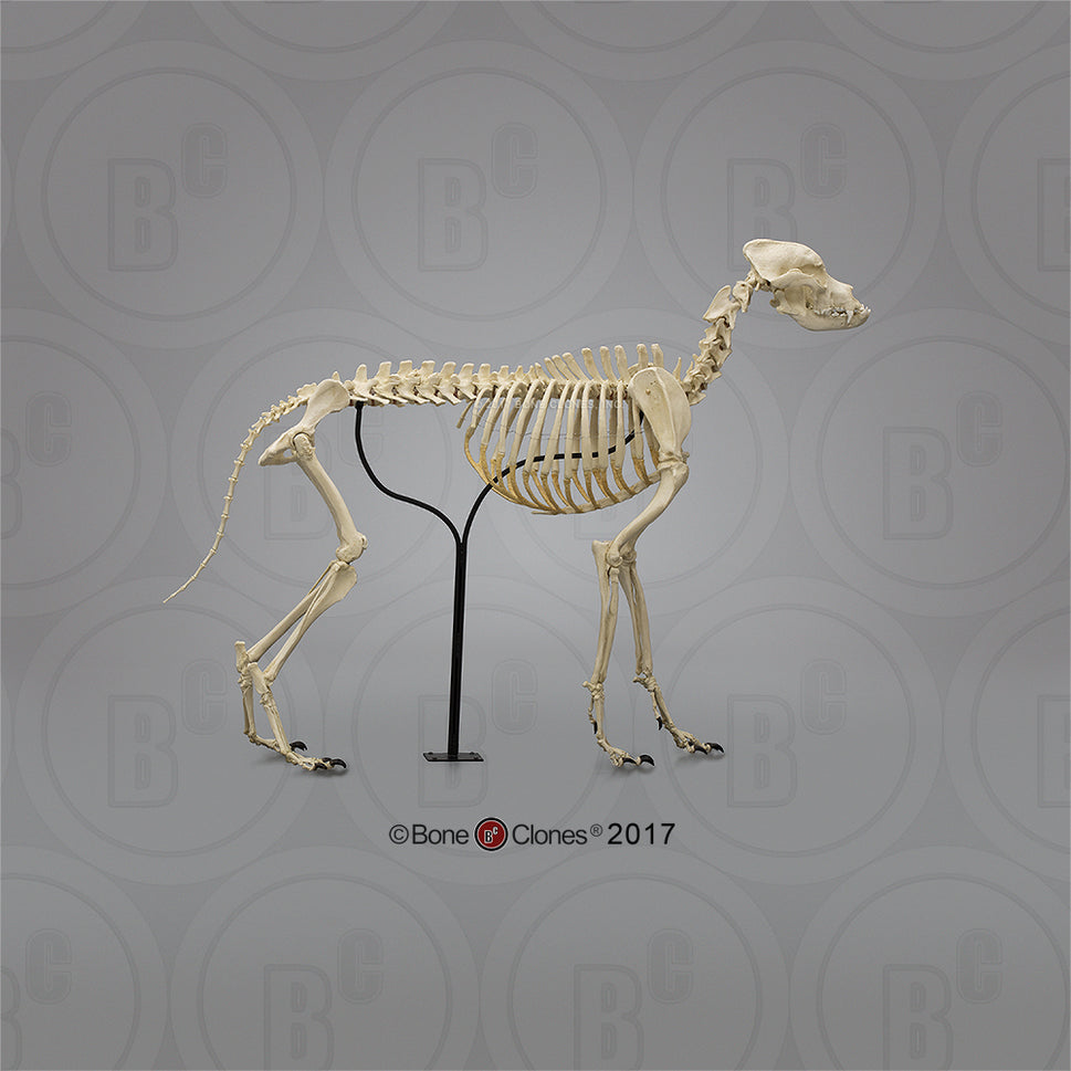 Bone Clones Large Canine Skeleton