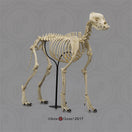 Switch SC-344-A Bone Clones Large Canine Skeleton side view front view 3 image