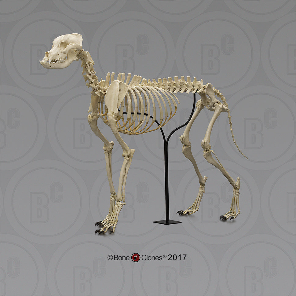 Bone Clones Large Canine Skeleton