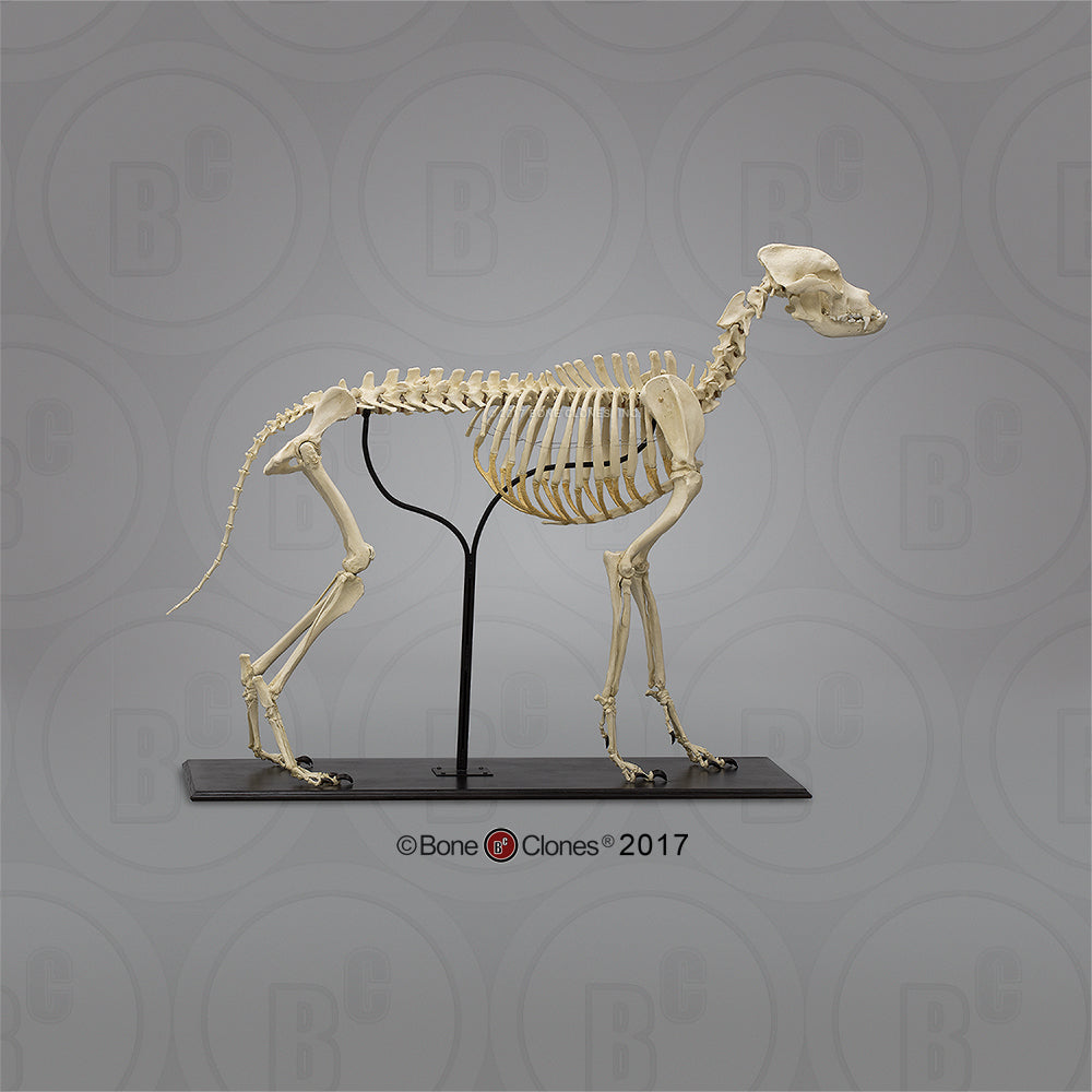 Wooden Base for Bone Clones Large Dog Skeleton with Skeleton Mounted