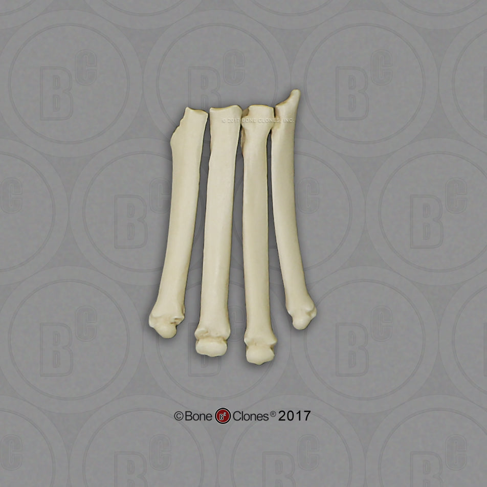 SC-344-MT Bone Clones Large Canine Metatarsals (4)