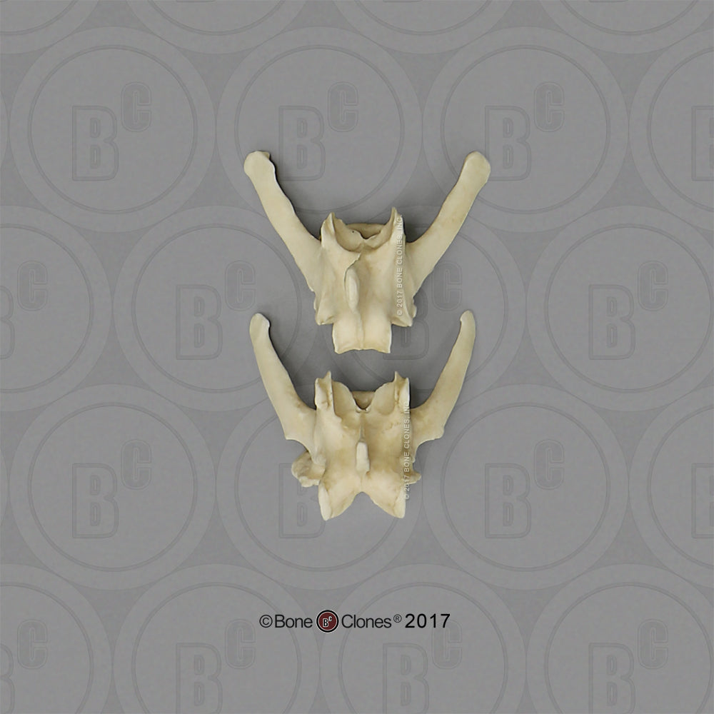 SC-344-10-SET Bone Clones Large Canine Vertebrae L5 and L6