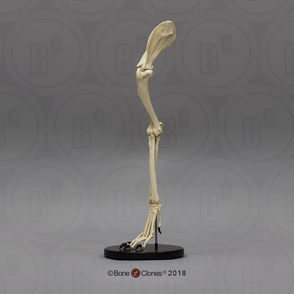 Bone Clones Large Canine Front Leg Models
