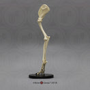 Switch SC-344-67-AS Canine Foreleg Articulated side back 3 image