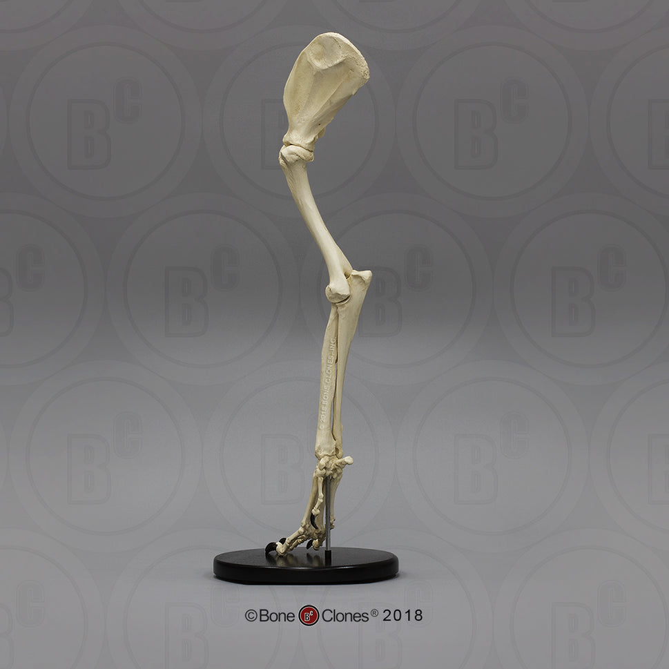 Bone Clones Large Canine Front Leg Models