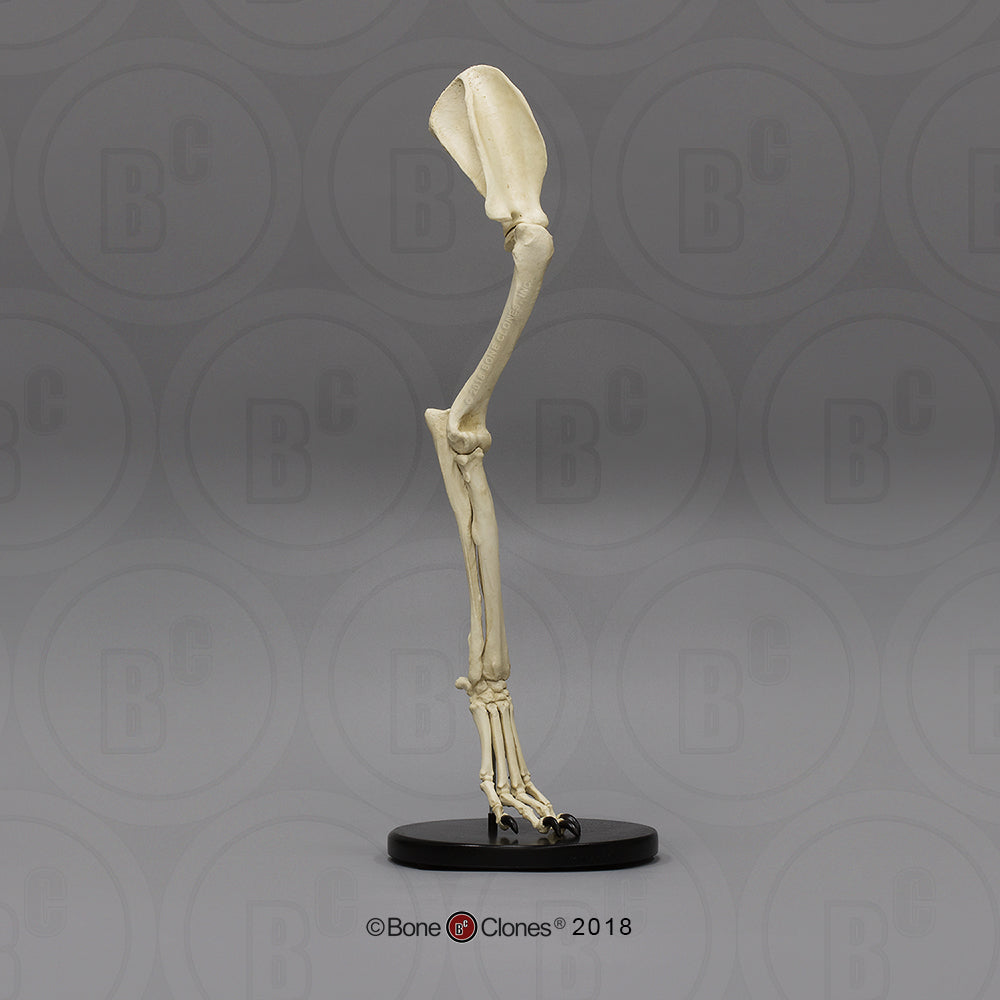 SC-344-67-AS Canine Foreleg Articulated side front