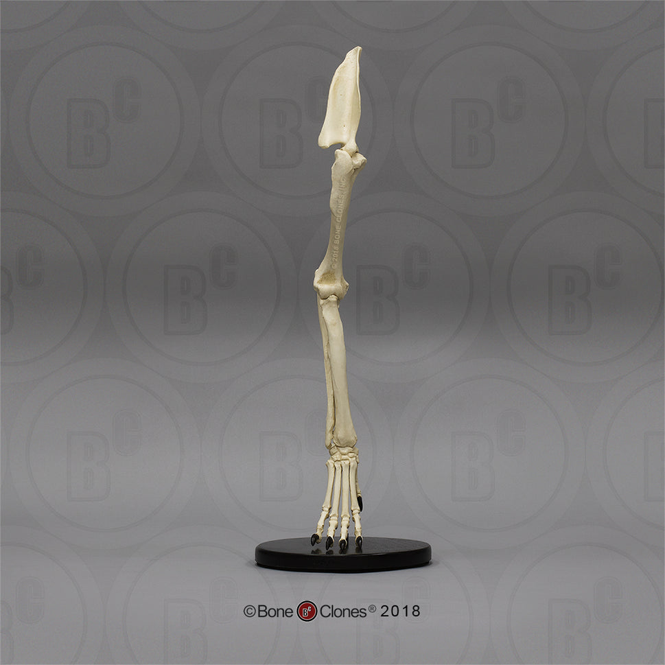 Bone Clones Large Canine Front Leg Models