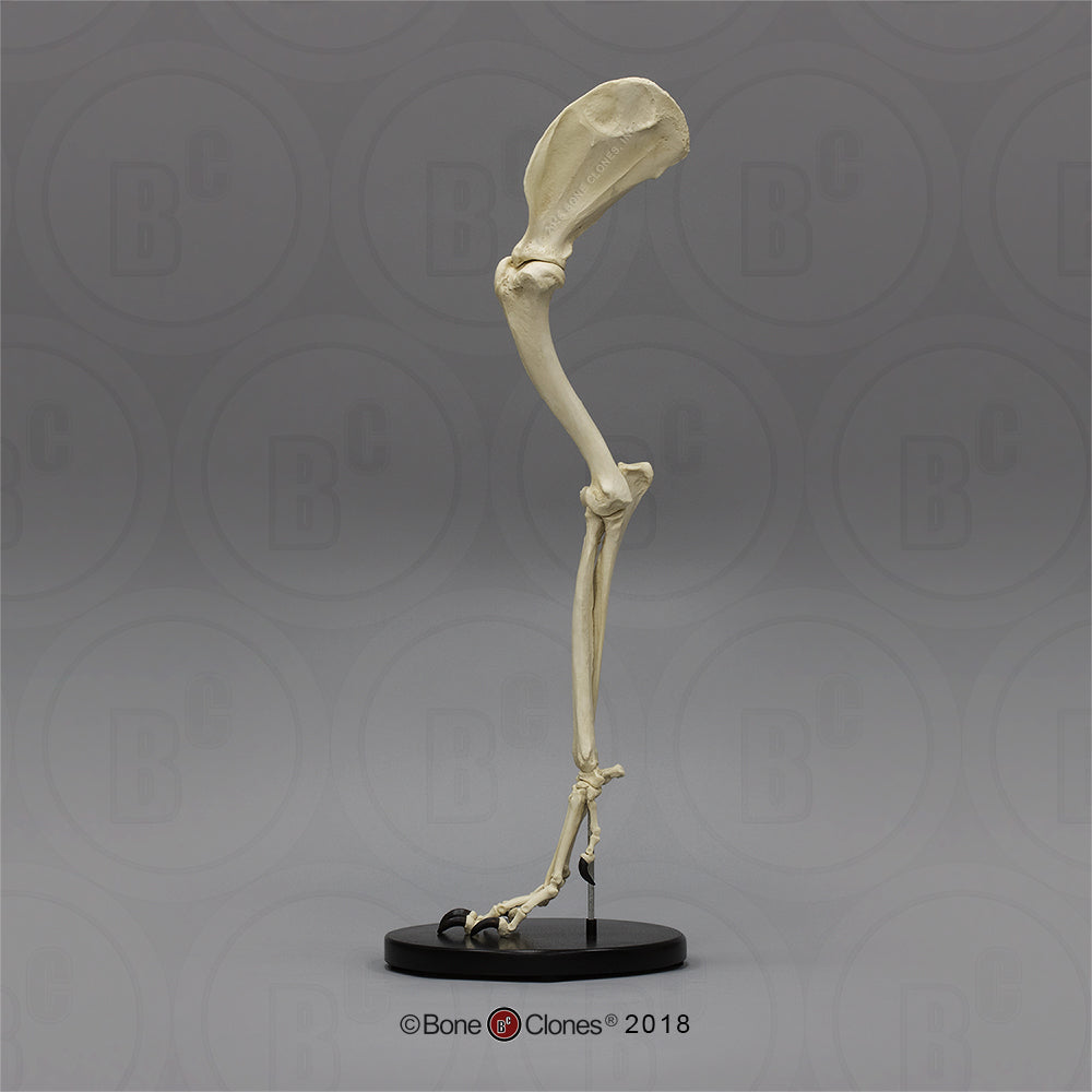 SC-344-67-AS Canine Foreleg Articulated side 