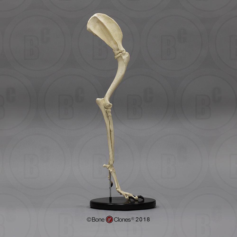 SC-344-67-AS Canine Foreleg Articulated side 