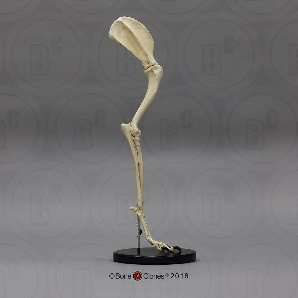 Bone Clones Large Canine Front Leg Models