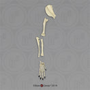 Switch SC-344-67-DS Canine Foreleg Disarticulated 2 image