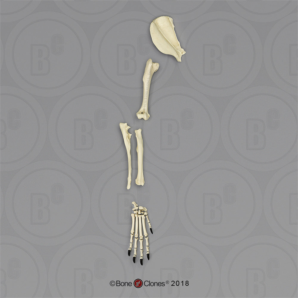 SC-344-67-DS Canine Foreleg Disarticulated