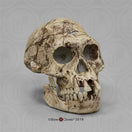Switch Bone Clones Homo Erectus Hominin Skulls 2 image