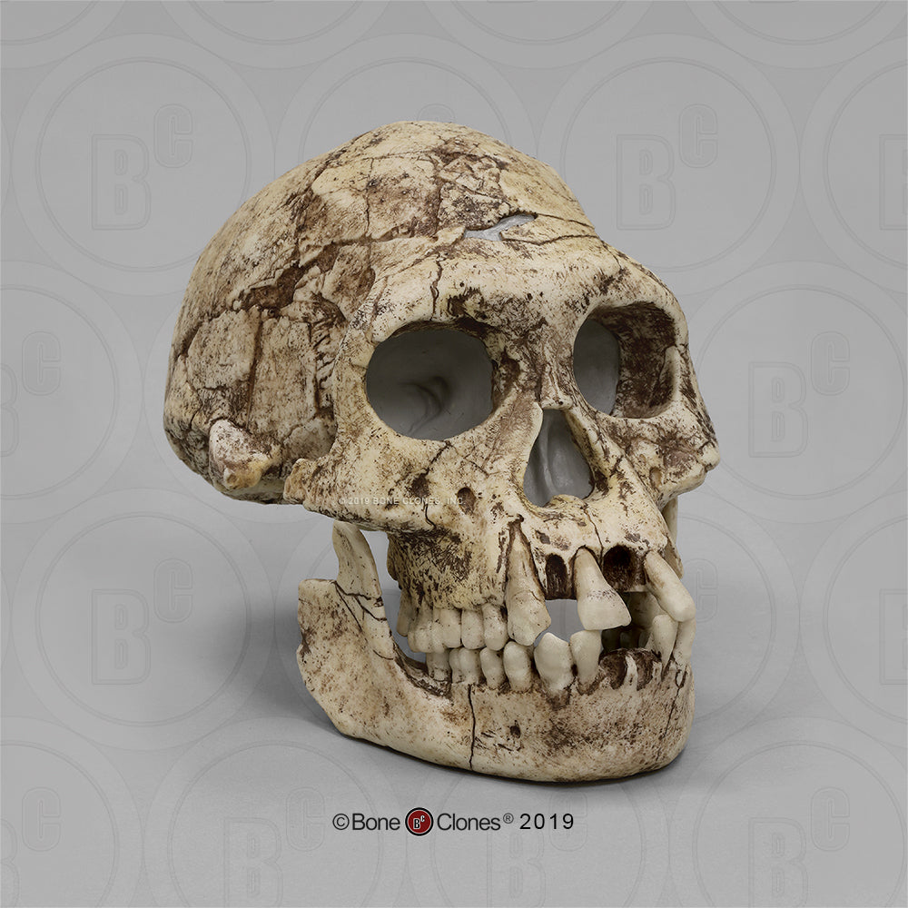 Bone Clones Homo Erectus Hominin Skulls
