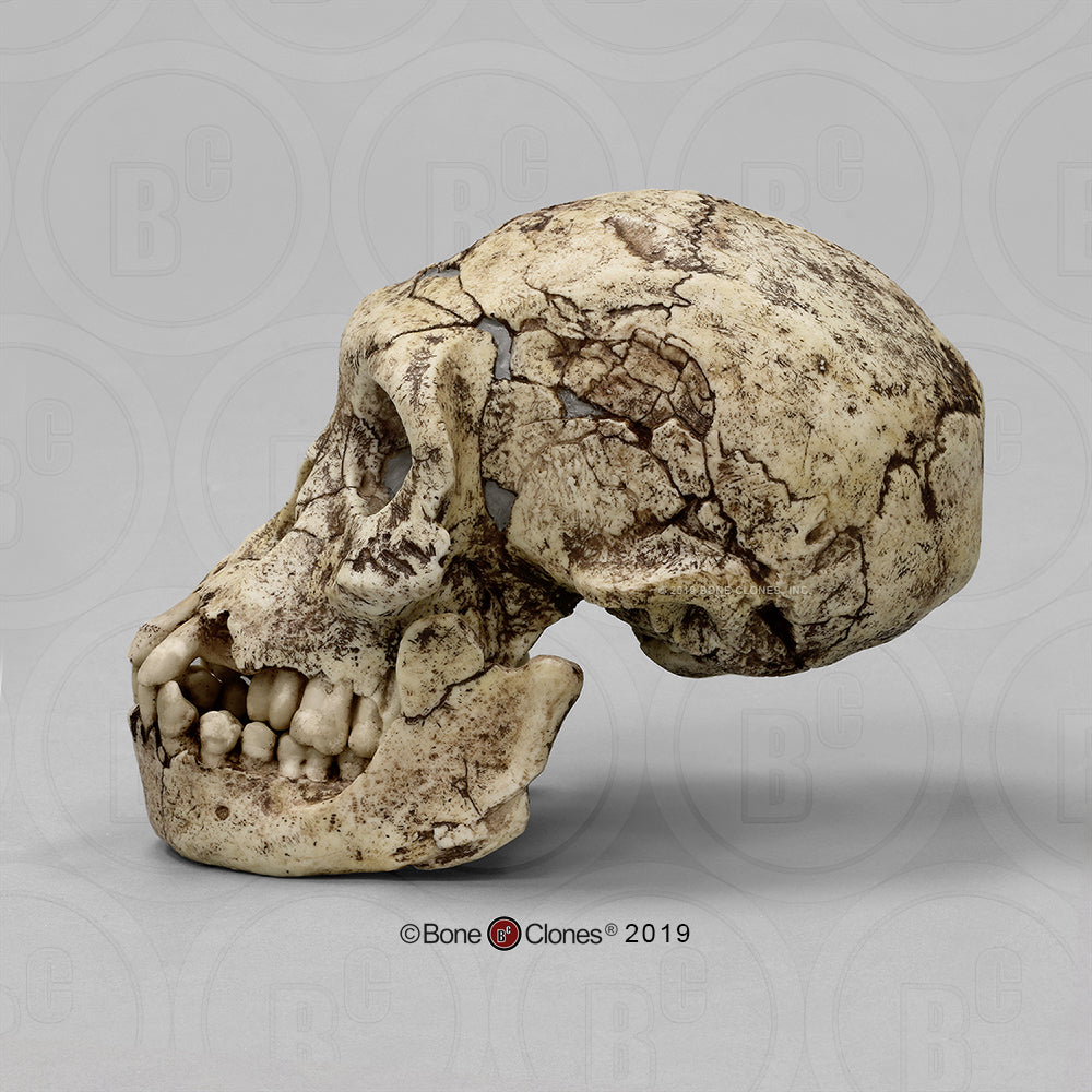 Bone Clones Homo Erectus Hominin Skulls