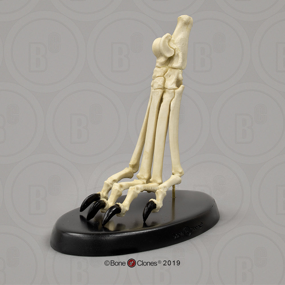 SC-344-85-A Canine Hindpaw Articulated on stand image 1