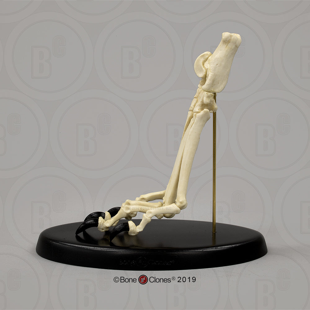 SC-344-85-A Canine Hindpaw Articulated on stand image 3 side