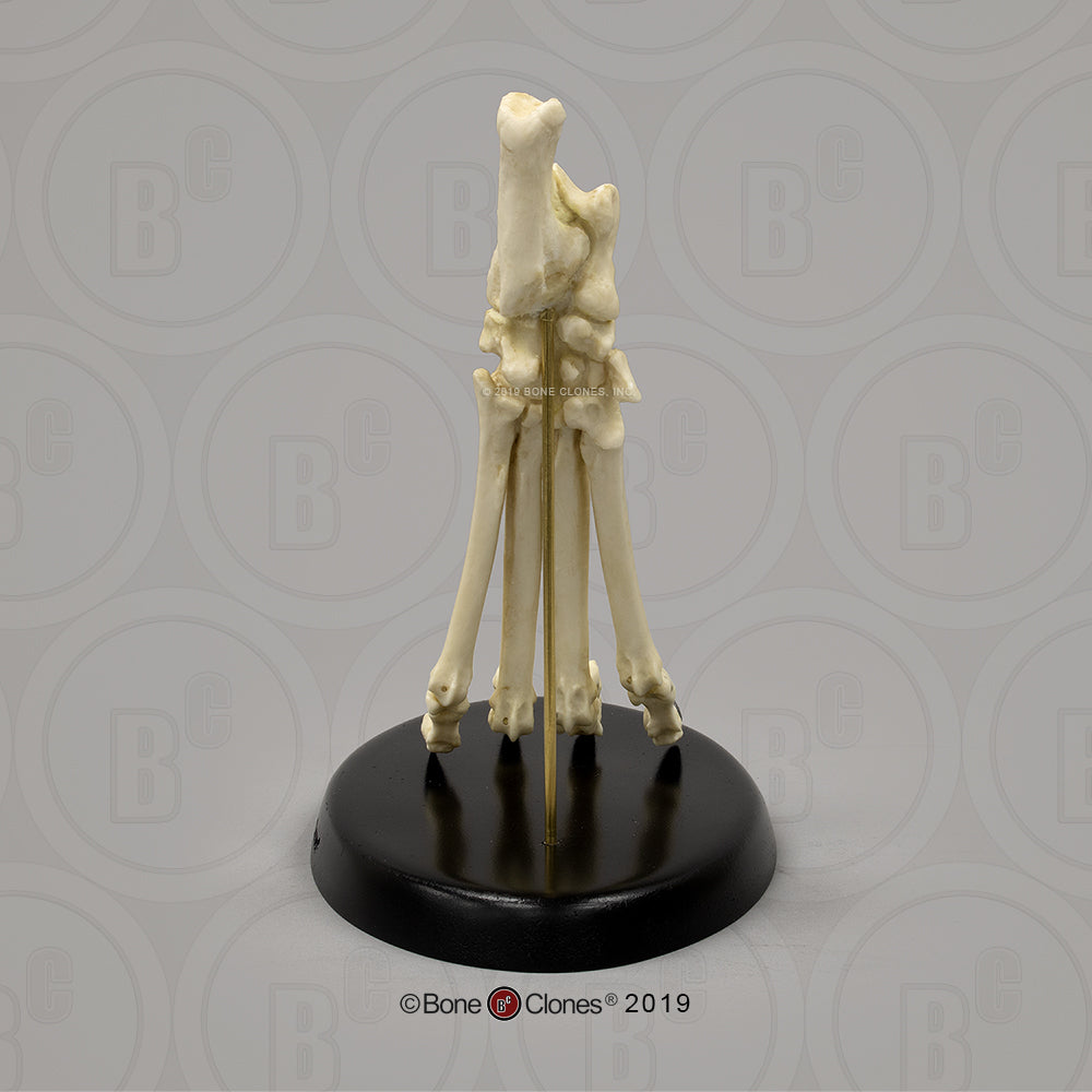 SC-344-85-A Canine Hindpaw Articulated on stand image 4 back