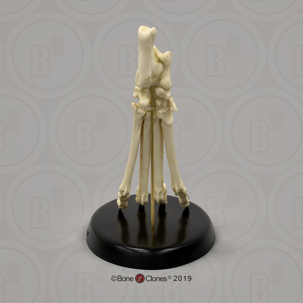 Bone Clones Large Canine Paw Models
