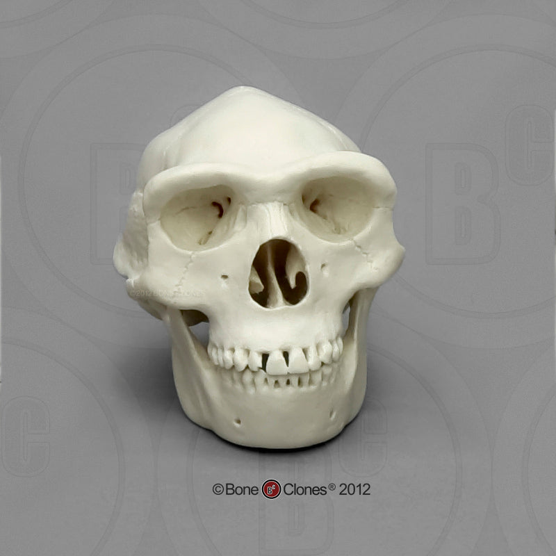 Bone Clones Homo Erectus Hominin Skulls