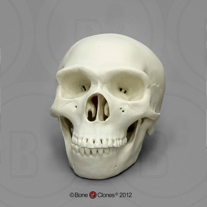Bone Clones Homo Neanderthalensis Hominin Skulls