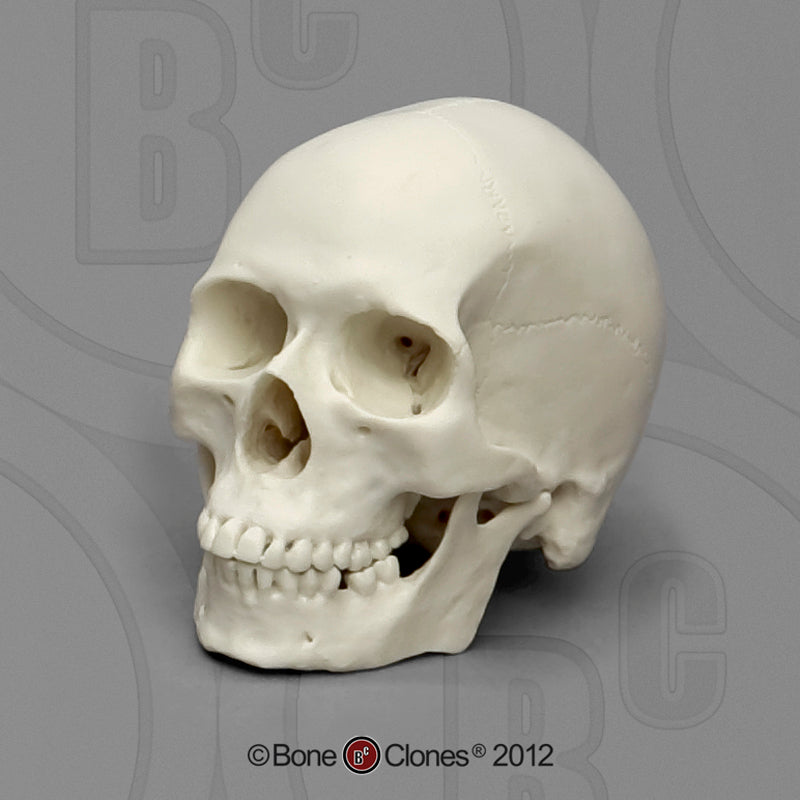 Bone Clones Homo Sapiens Hominin Skulls