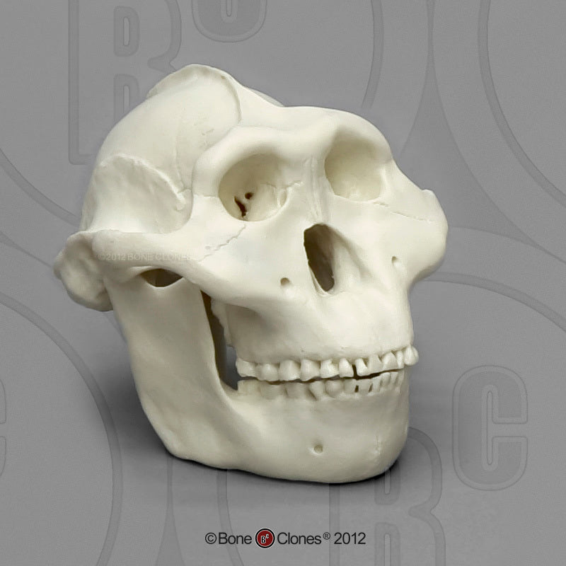 Bone Clones Australopithecus Hominin Skulls