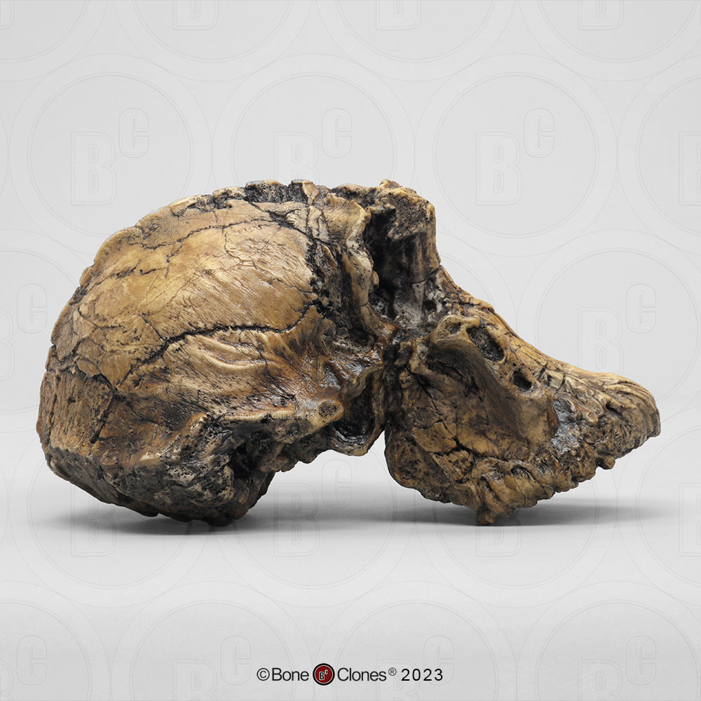 Australopithecus anamensis Cranium, 3.8 MYA Woranso-Mille BH-060 right view