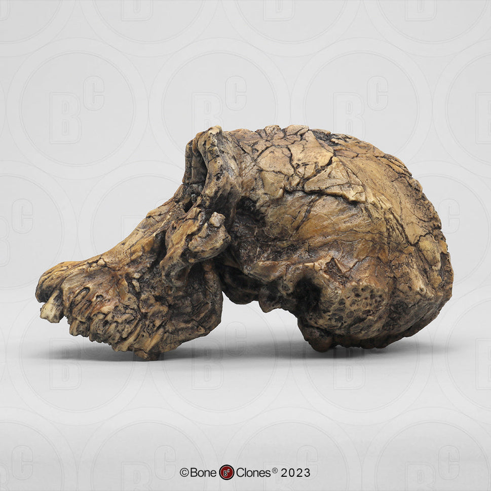 Bone Clones Australopithecus Hominin Skulls