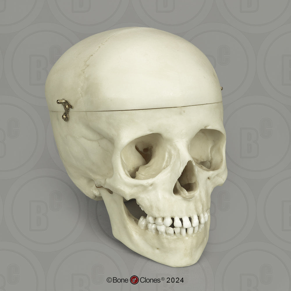BC-01-C Child Skull Model (6 Year Old)
calvarium cut