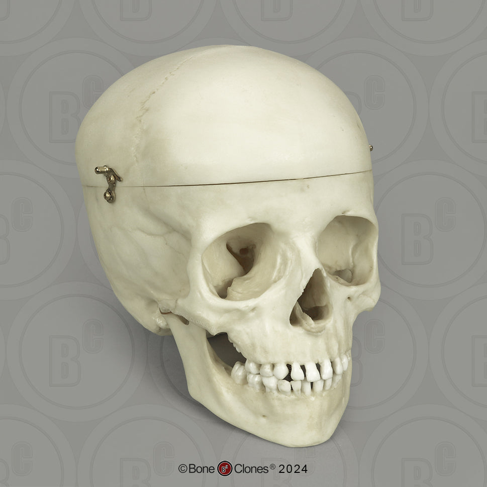 Child Skull Models