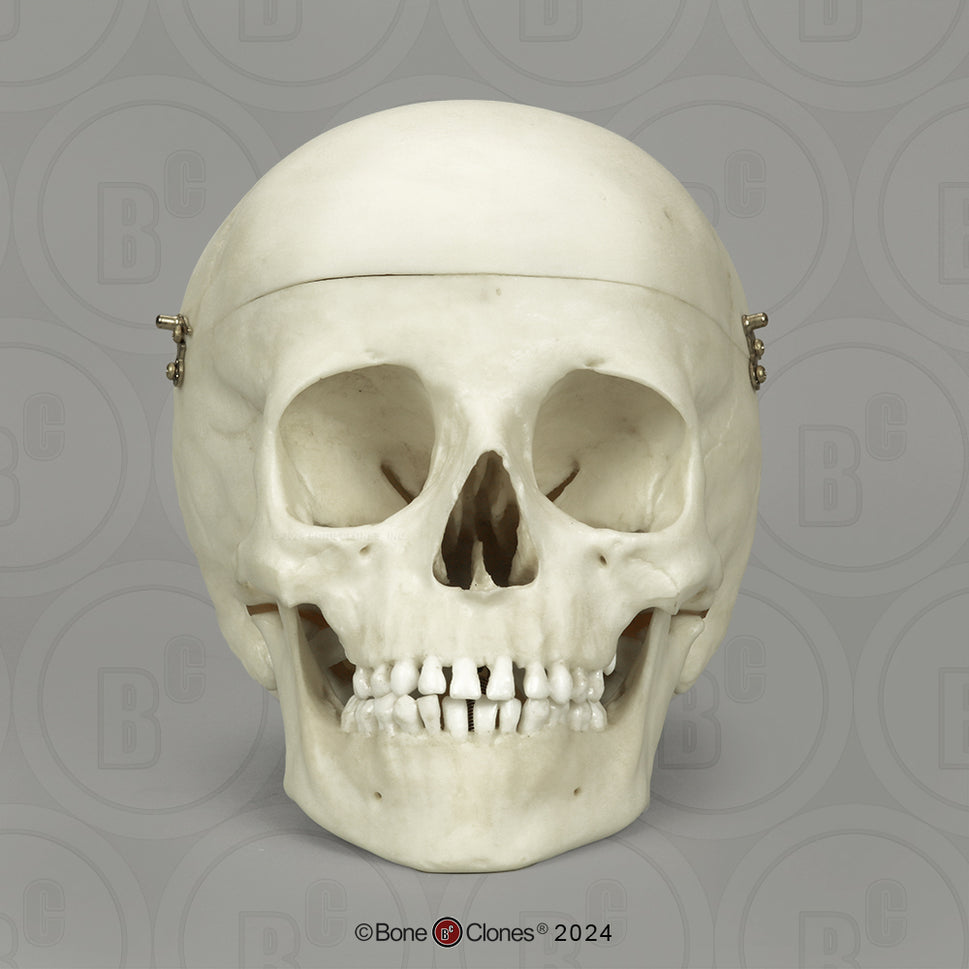 Child Skull Models