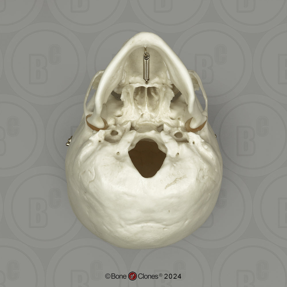BC-01-C Child Skull Model (6 Year Old)
calvarium cut