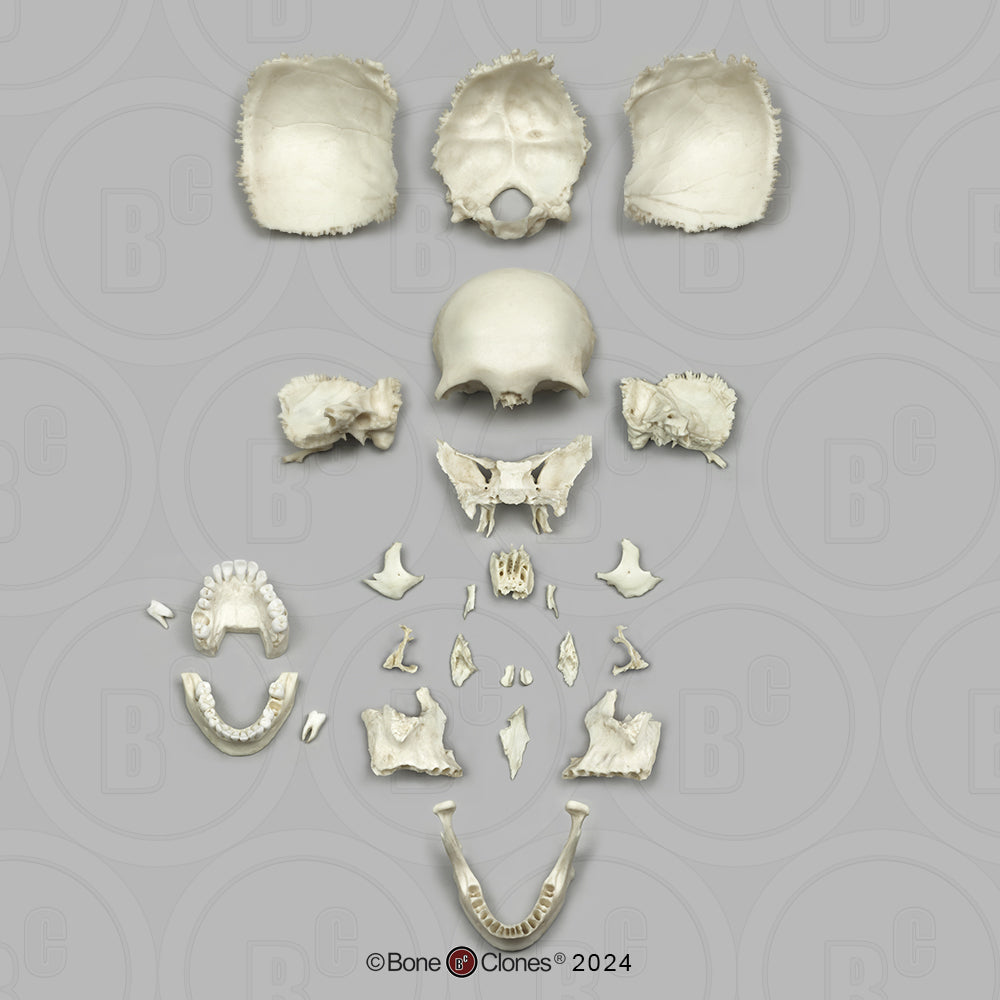 Human Medical Study Skull Model