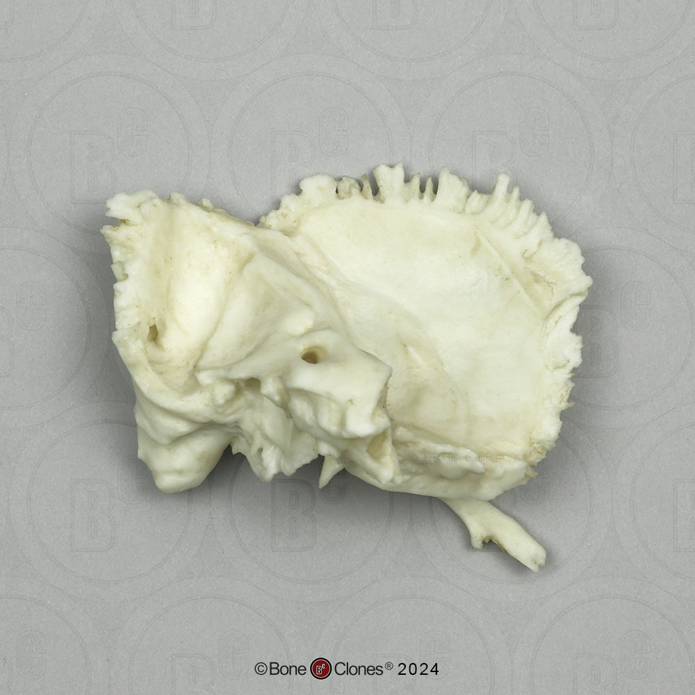 Human Medical Study Skull Model