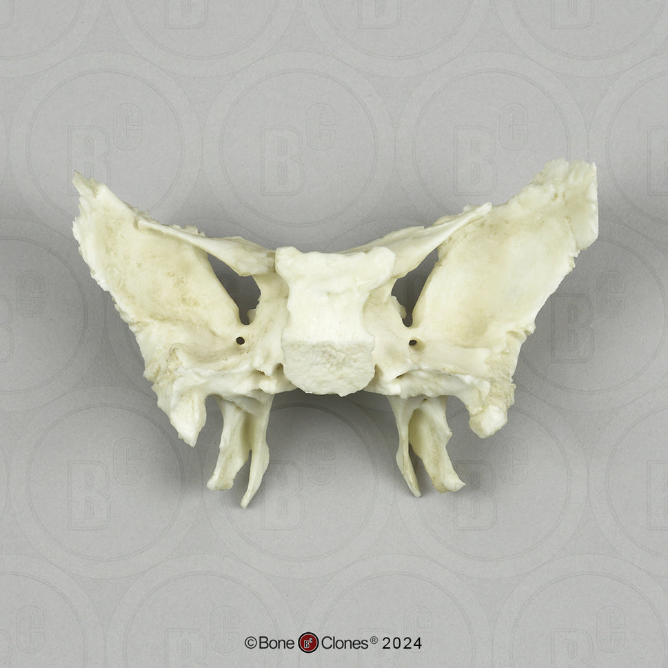 Human Medical Study Skull Model