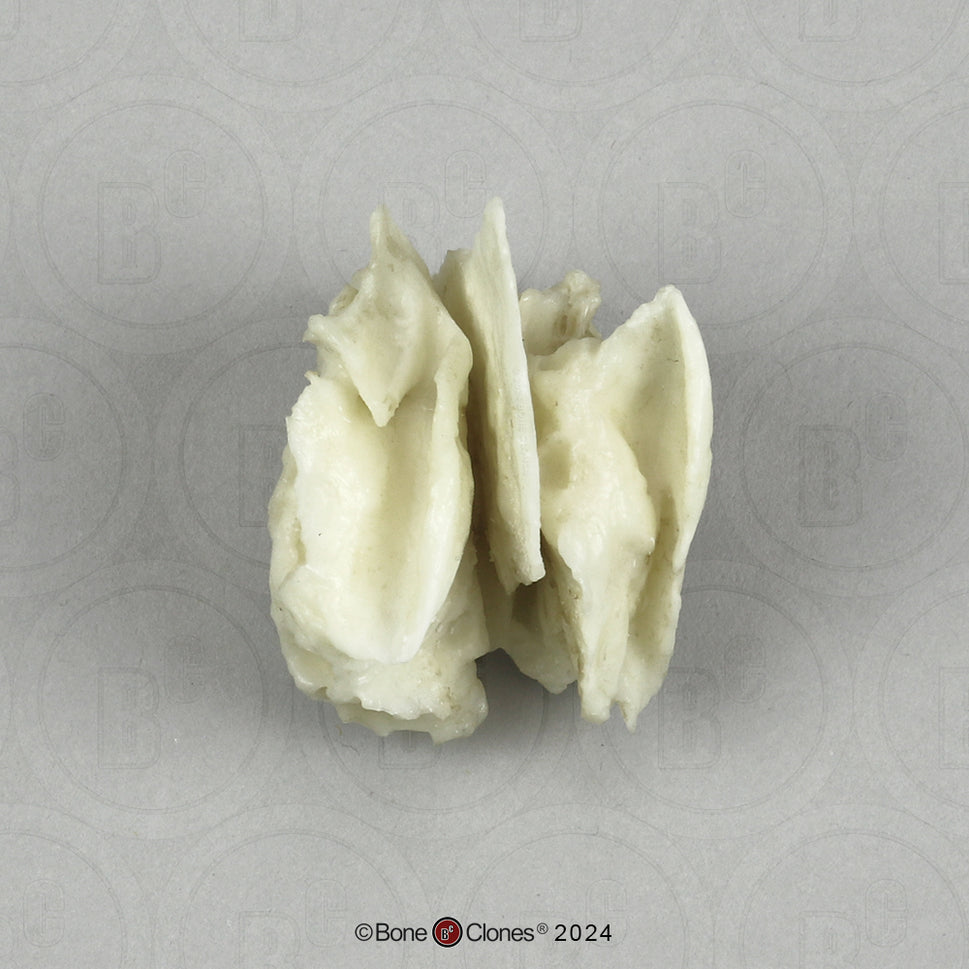 Human Medical Study Skull Model