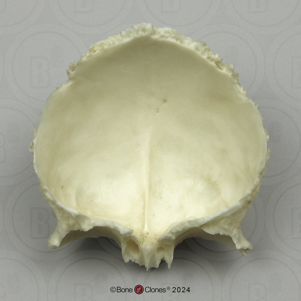 Human Medical Study Skull Model