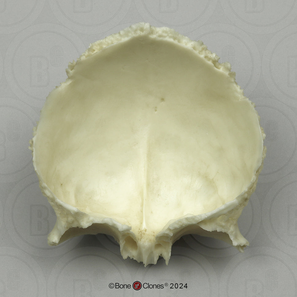 Human Medical Study Skull Model