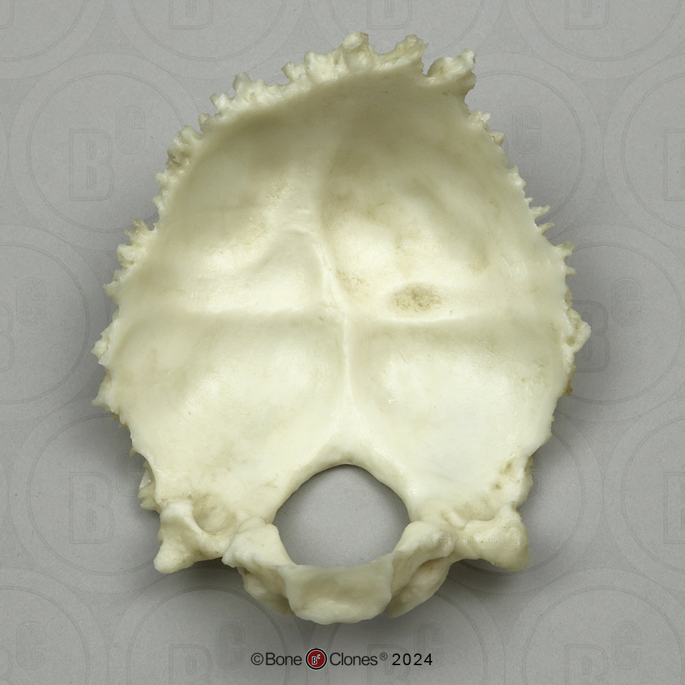 Human Medical Study Skull Model