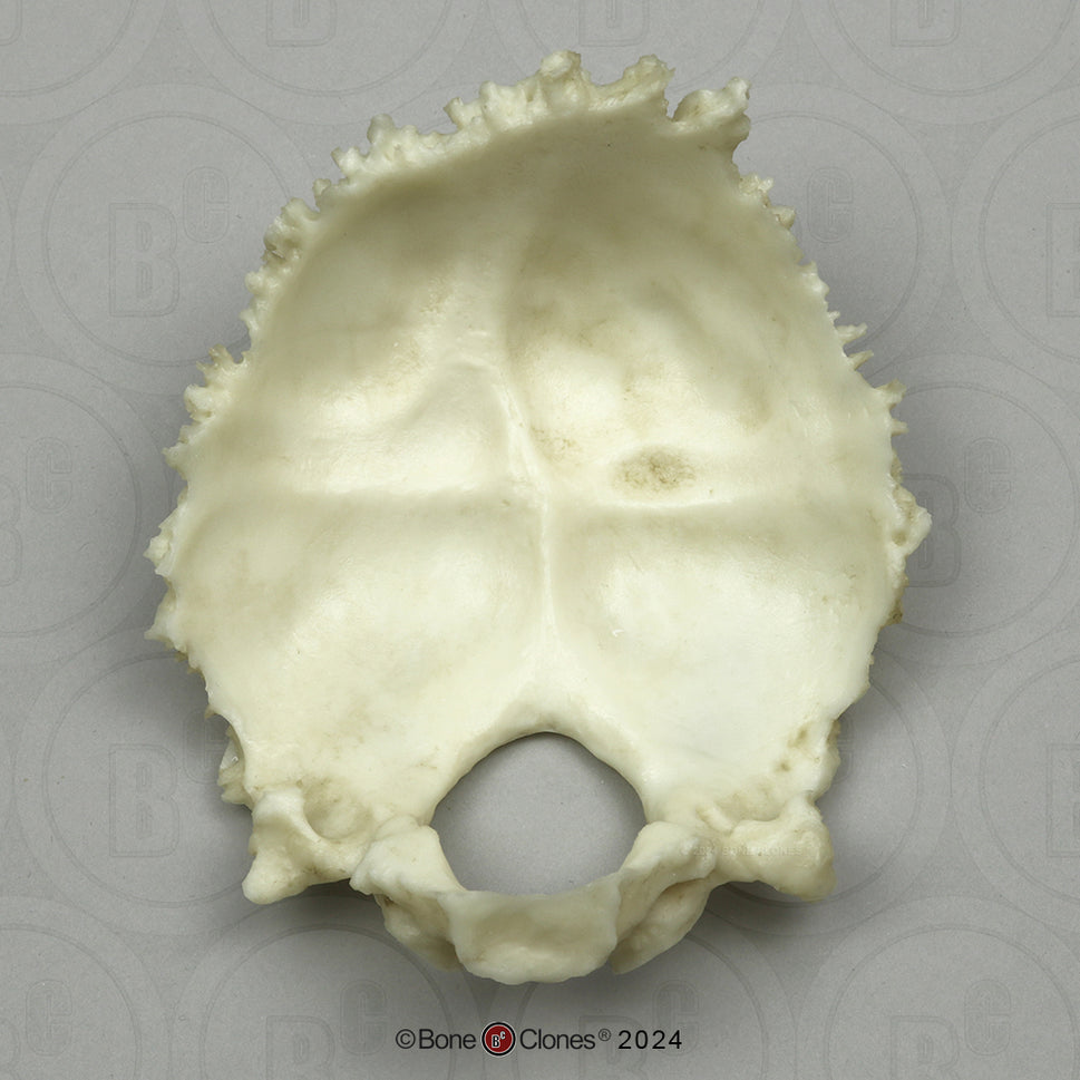 Human Medical Study Skull Model