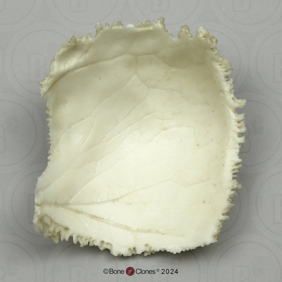 Human Medical Study Skull Model