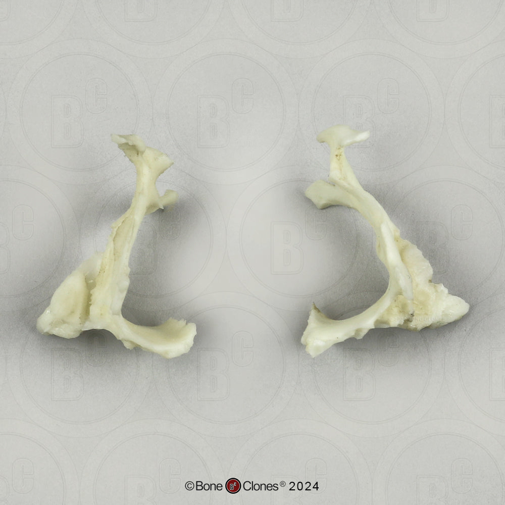 Human Medical Study Skull Model